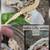 Crested Geckos 1 thumbnail