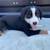 Aussie Pups 1 thumbnail