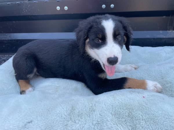 Aussie Pups 1