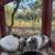 Holland Lop and Netherland Dwarf Rabbits 1 thumbnail