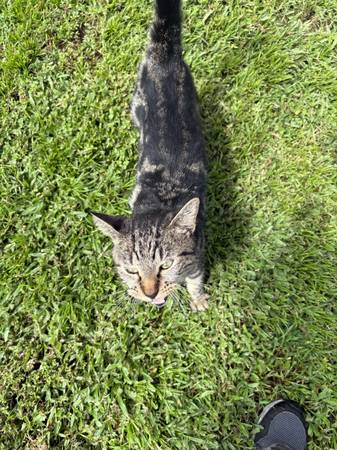Found cat (Cocoa)63799499526019123