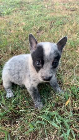 Male blue heeler puppy (Corinth)63625228351617122