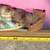 3D Painting 2005 Evandale The Coolidge Collection Demarco Productions 5 thumbnail