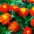 Cherry Red French Marigold Seeds 2 thumbnail