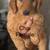 Goldendoodle puppies 4 thumbnail