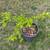 Sweet and Healthy Pomegranate plant 2 thumbnail