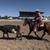 Bowie - 3yr Mustang, Ranch, Trail Ride or Show! 9 thumbnail