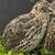 Free Coturnix Quail 2 thumbnail