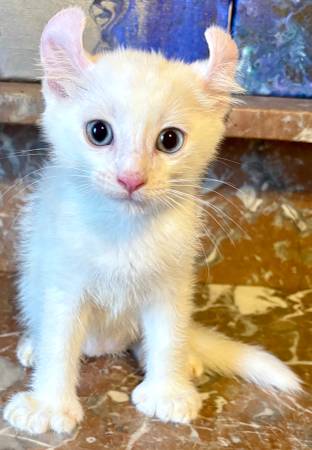 American Alpine Curl Kittens (brentwood / oakley)63861571426561120