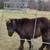Miniature horse 1 thumbnail