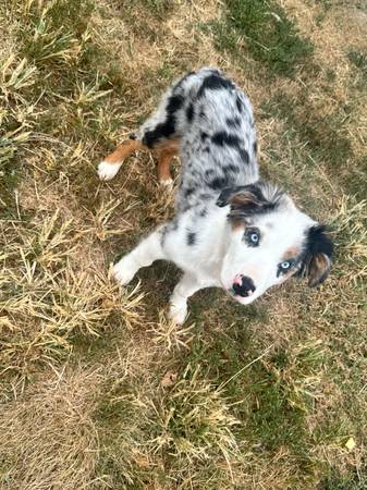 Aussie puppy 15ish weeks old 1