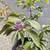 Plants 6 thumbnail