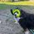 Older Female Australian Shepherd 5 thumbnail