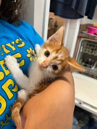 Male kitty (Norfolk)63882831203459120