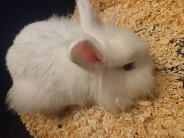 Snow white lionhead bunny (Henderson)63860184280835121