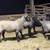 Purebred Lincoln Longwool Sheep 2 thumbnail