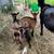 Doe in milk 4 thumbnail