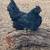 Ayam Cemani Roosters 1 thumbnail