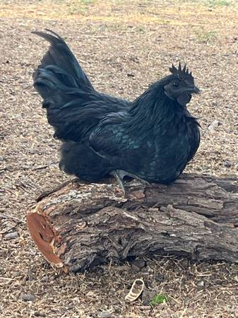 Ayam Cemani Roosters 1