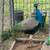 Peacocks 6 thumbnail