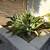 Free Birds of Paradise Plants 2 thumbnail