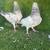 Pakistani pigeons 10 thumbnail