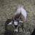 Nigerian dwarf bucklings 1 thumbnail