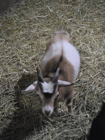 Nigerian dwarf bucklings 1