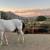 Aztek Dancing Horse 7 thumbnail
