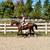 Stunning Versatile Gelding Broke to Ride, Drive & Jump 12 thumbnail