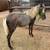 Miniature horse 4 thumbnail