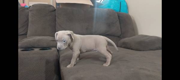 Cachorros que necesitan hogar (Columbus Ga)63664482335617120
