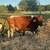 Holstein Milk Cow for sale 2 thumbnail