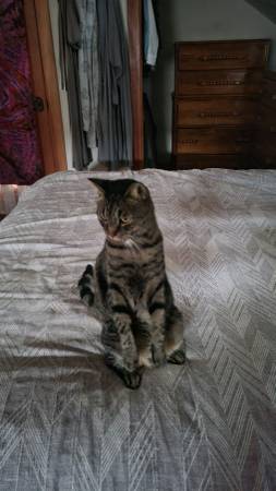 Lost Male Tabby Cat 1