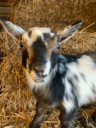 Nigerian Dwarf bucklings 1