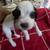 Englis springer spaniel 2 thumbnail