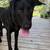 Arvada Adoptions 14 thumbnail