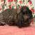 Female bunny lop 3 thumbnail