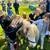 Pony rides on Horses, Unicorns, Minis and Carts 7 thumbnail