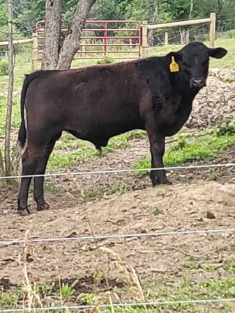 Registered  Bull 1