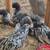Polish ,Pokie chicks 7 thumbnail