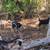 Purebred Spanish Goat Kids 10 thumbnail