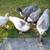 Young Muscovy Ducks 4 thumbnail
