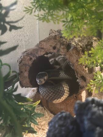 Rehoming Ball Python and California Kingsnake hybrid (Bronx)63887462472961122