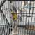 Lovebird 1 thumbnail