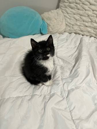 Kitty Girl (Everett)63684489443843122