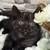 Kittens 7 thumbnail