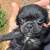 Oreo  brussels griffon/ teacup poodle 1 thumbnail