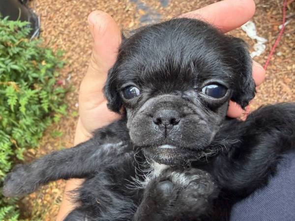 Oreo  brussels griffon/ teacup poodle 1