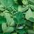 Moringa Trees 4 thumbnail